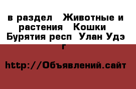  в раздел : Животные и растения » Кошки . Бурятия респ.,Улан-Удэ г.